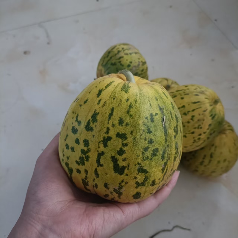 画蕾