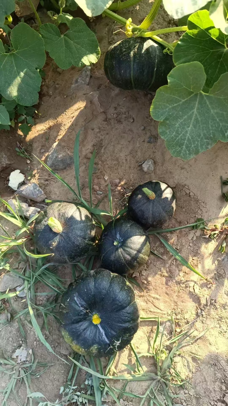 贝贝南瓜