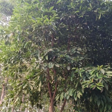 香橼（根据树的粗细定价）