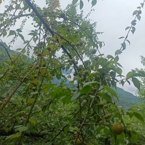 四川乌梅青梅