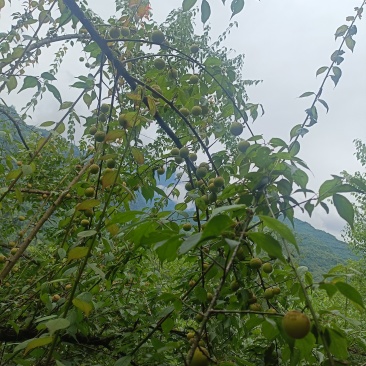 四川乌梅青梅