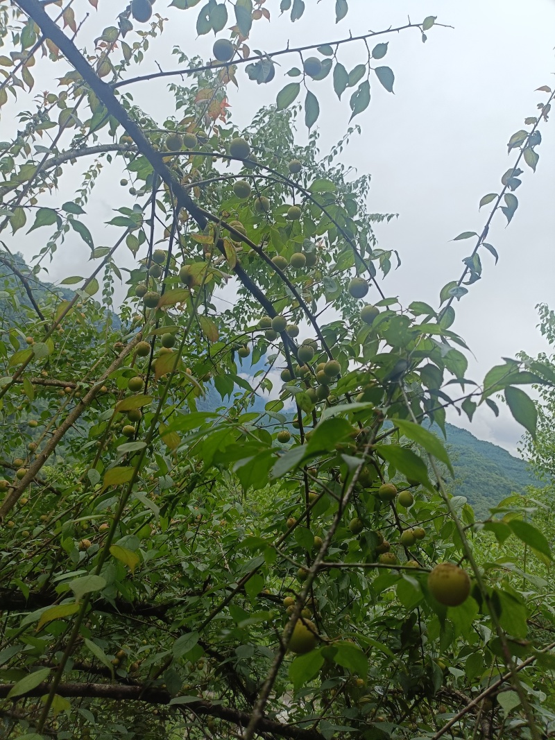 四川乌梅青梅