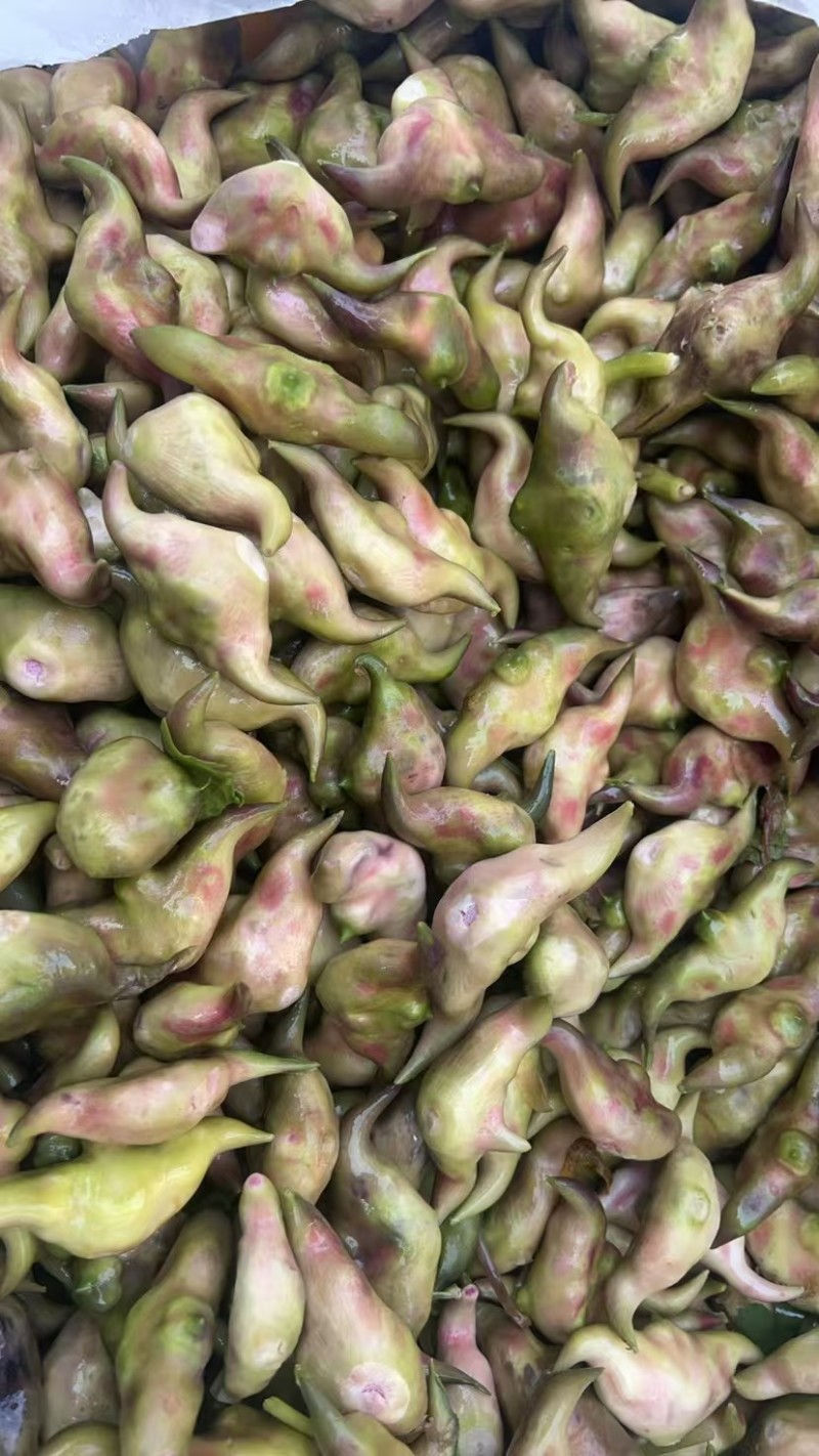 新鲜菱角，现摘现发