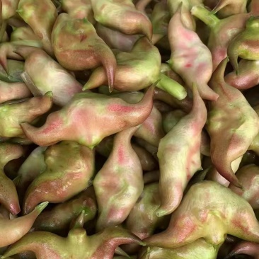 新鲜菱角，现摘现发