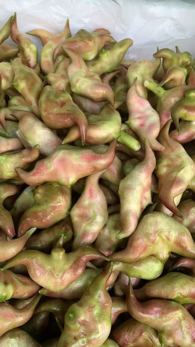 新鲜菱角，现摘现发