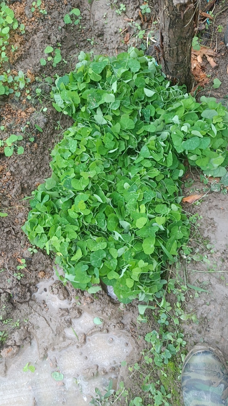 赣南地道药材，粉防己苗，防己苗籽育裸根苗大量供应