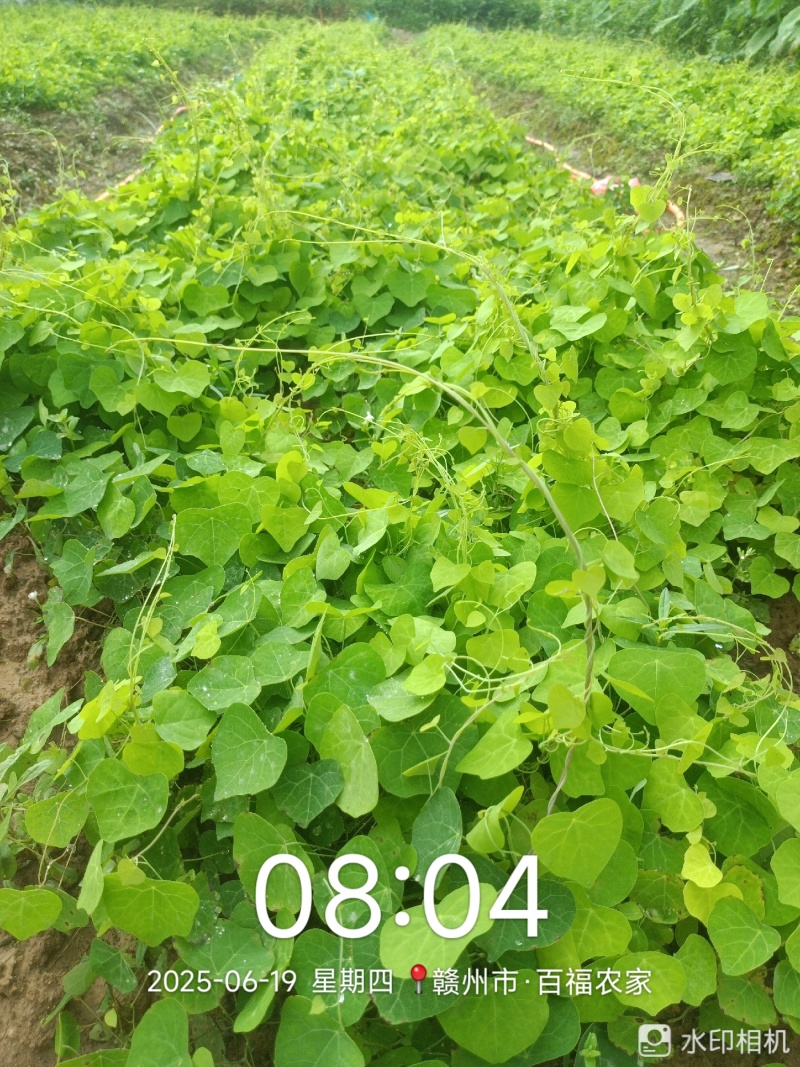 赣南地道药材，粉防己苗，防己苗籽育裸根苗大量供应