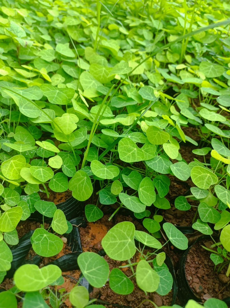 赣南地道药材，粉防己苗，防己苗籽育裸根苗大量供应