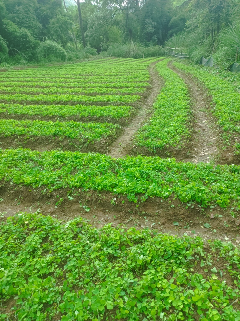 赣南地道药材，粉防己苗，防己苗籽育裸根苗大量供应
