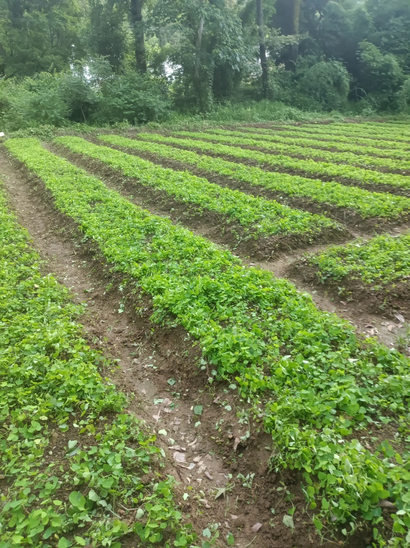 赣南地道药材，粉防己苗，防己苗籽育裸根苗大量供应