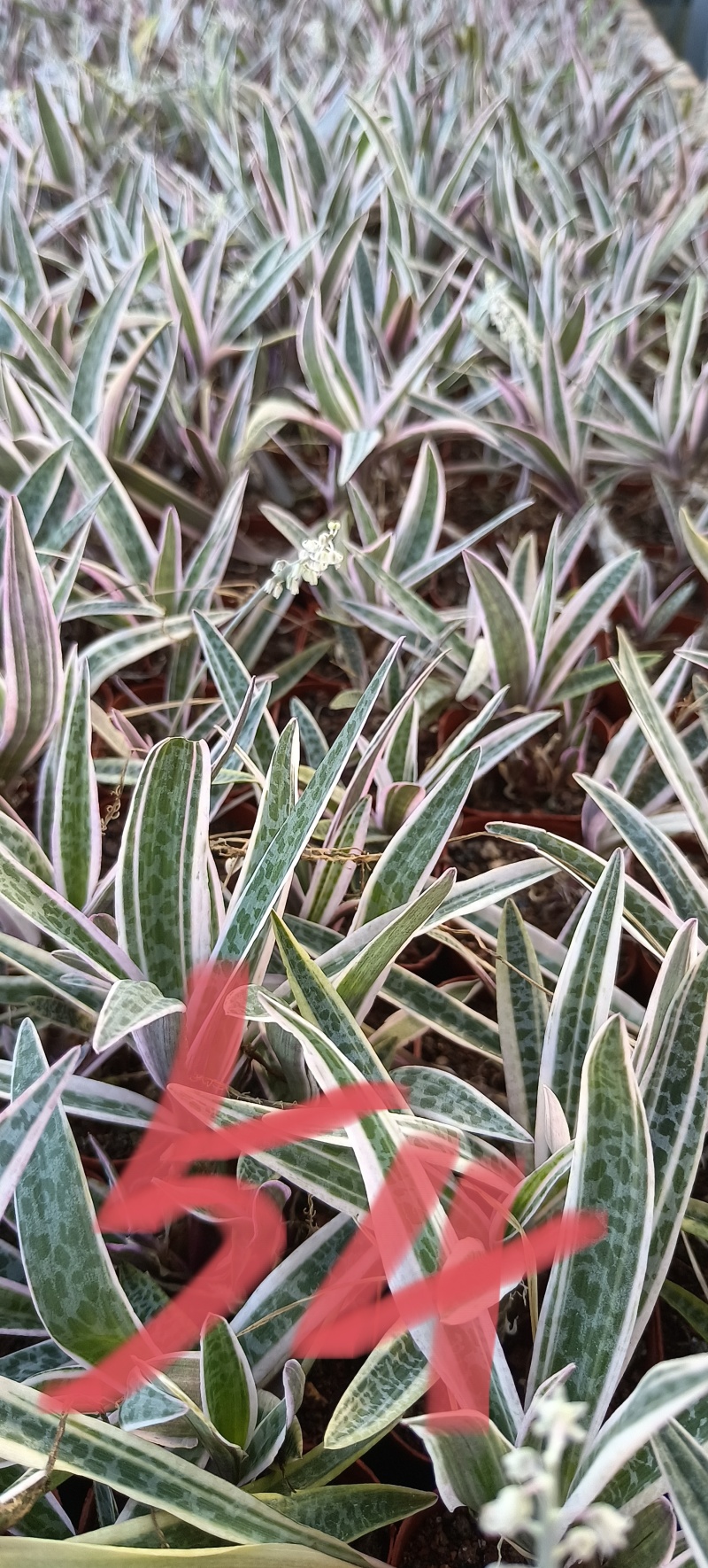 油点百合锦