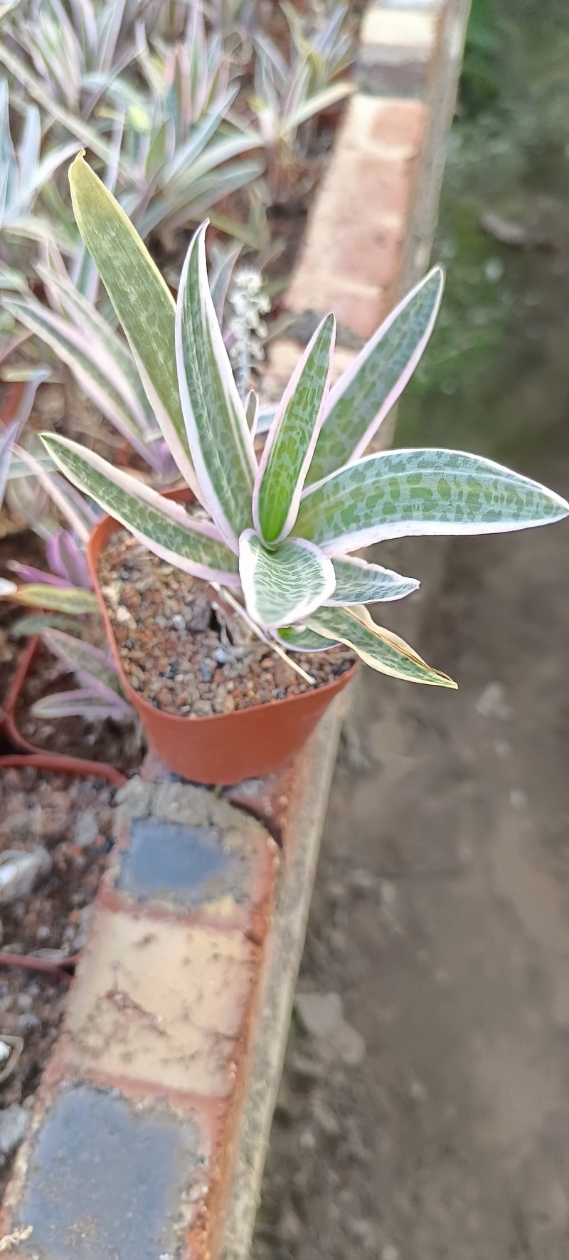 油点百合锦