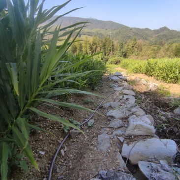 小黄姜原产地量大