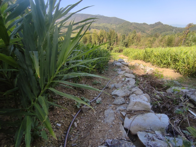 小黄姜原产地量大