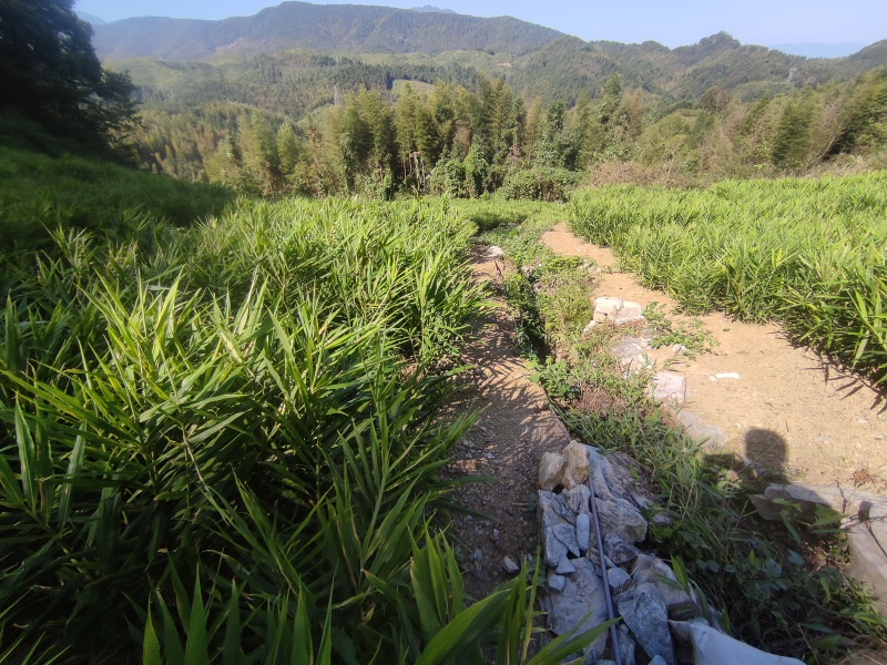 小黄姜原产地量大