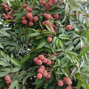 3月红妃子笑黑叶荔香荔桂花香桂味鸡嘴荔大量上市