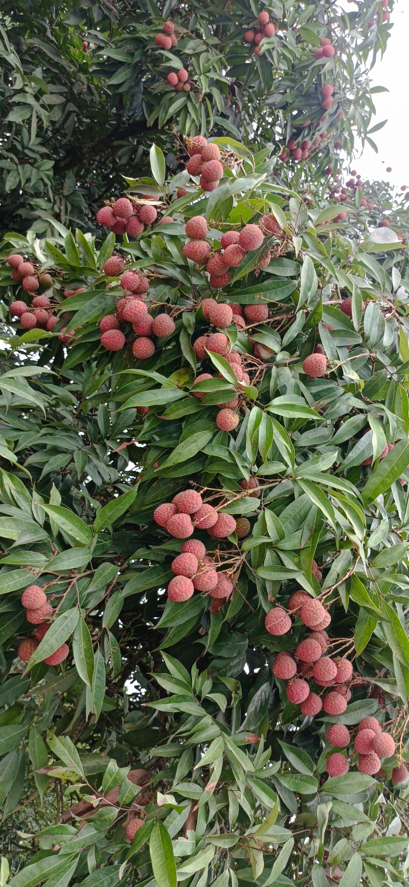 3月红妃子笑黑叶荔香荔桂花香桂味鸡嘴荔大量上市