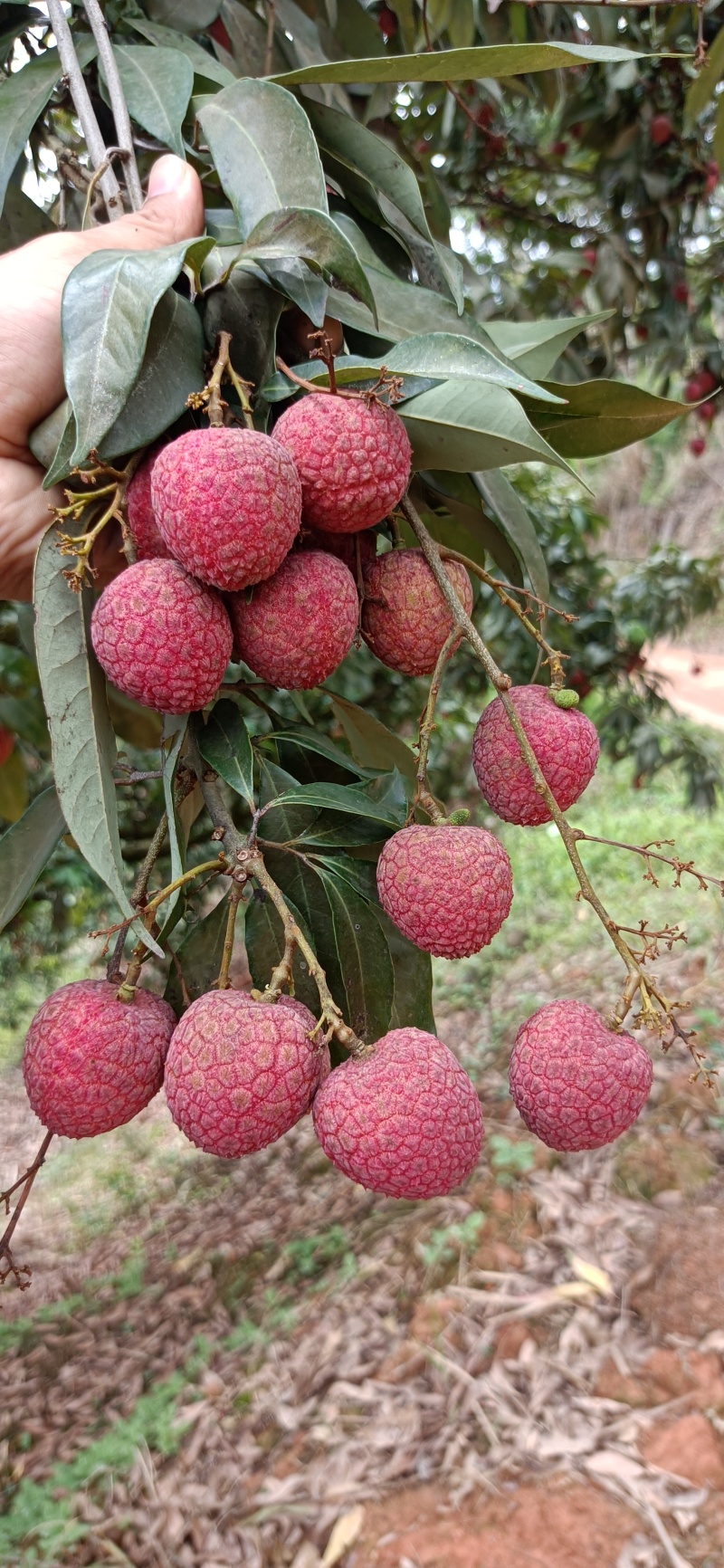 3月红妃子笑黑叶荔香荔桂花香桂味鸡嘴荔大量上市