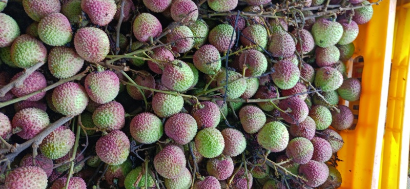 3月红妃子笑黑叶荔香荔桂花香桂味鸡嘴荔大量上市