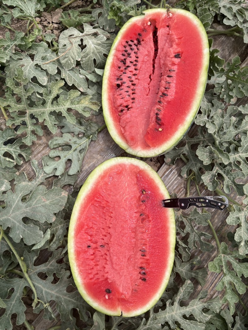 宁夏西瓜🍉，金花6号，薄皮红瓤，脆甜可口，糖分12+，