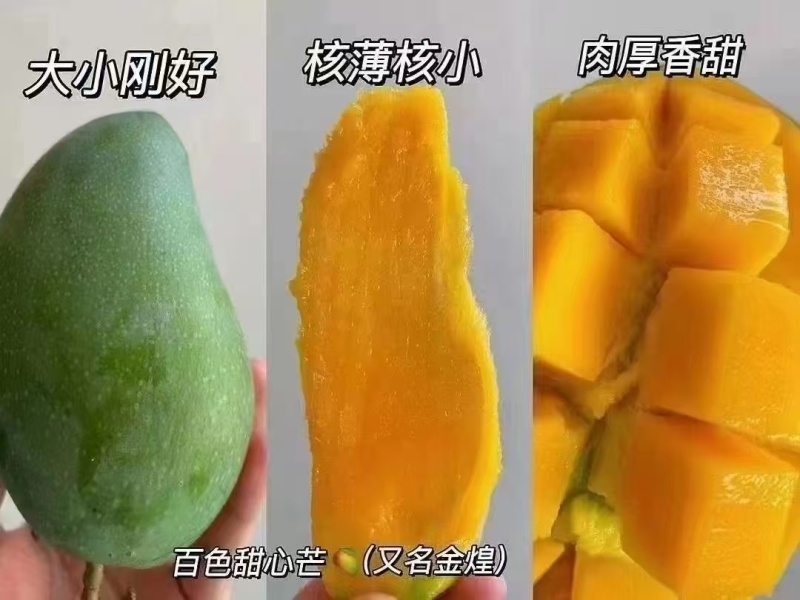 广西百色芒果