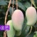 广西百色芒果