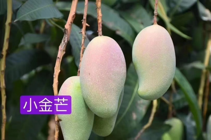 广西百色芒果