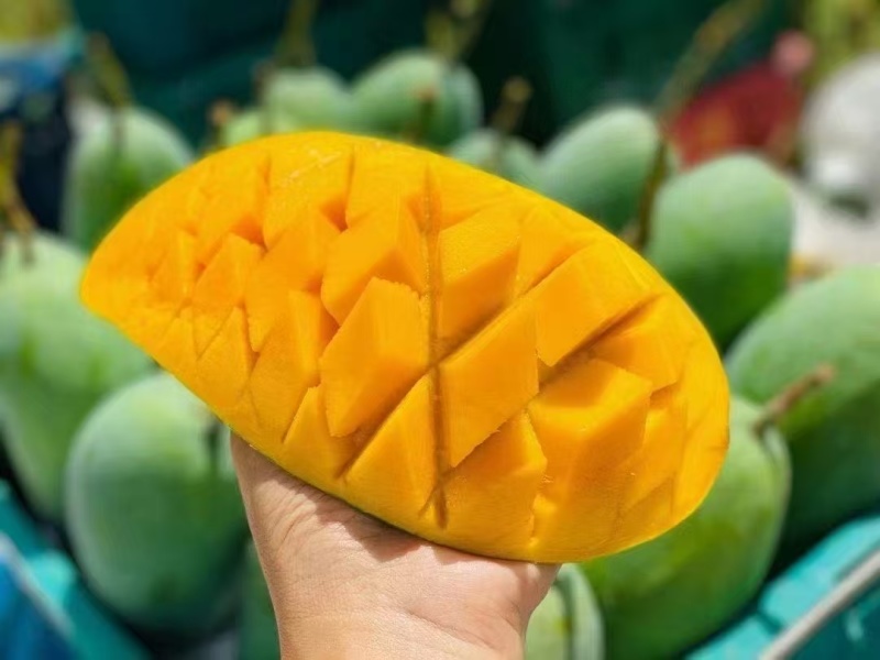 广西百色芒果