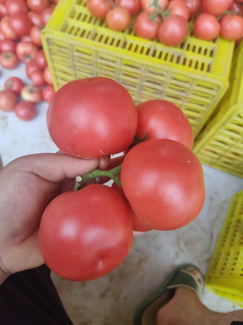 硬果西红柿
