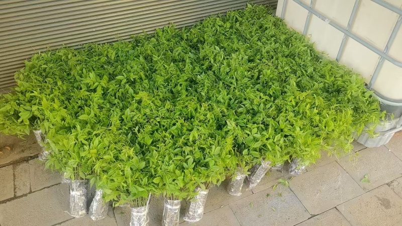 贵州精品三叶青扦插苗基地直发，量大从优，欢迎采购