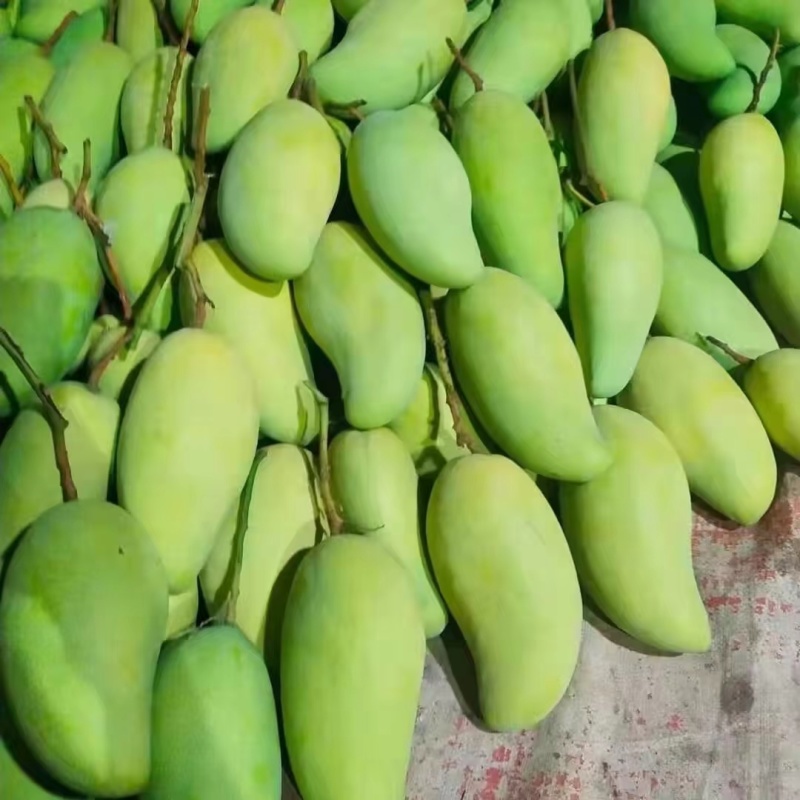 云南保山隆阳区金煌芒大量上市潞江坝核心产区量大从优