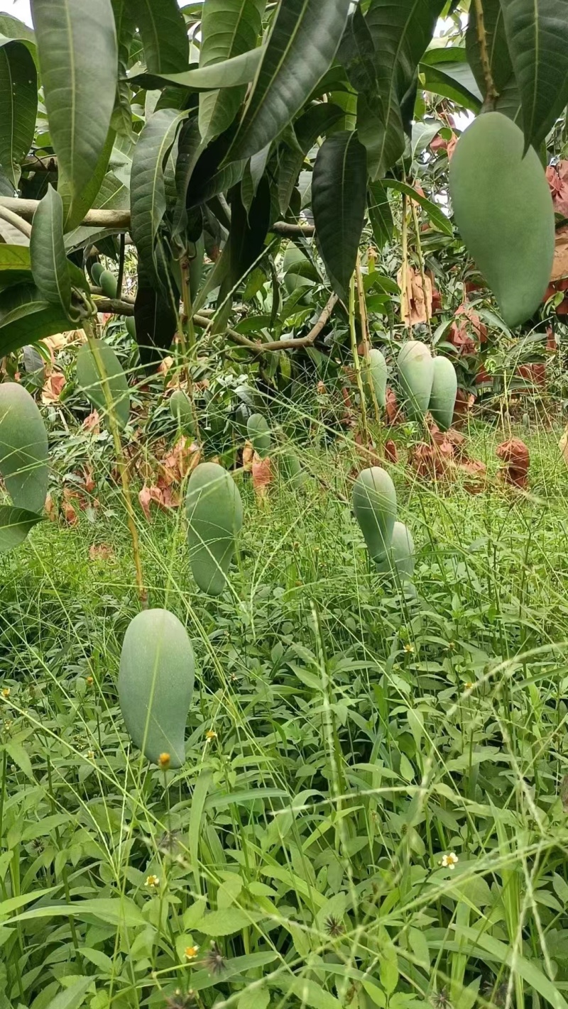 云南保山隆阳区金煌芒大量上市潞江坝核心产区量大从优