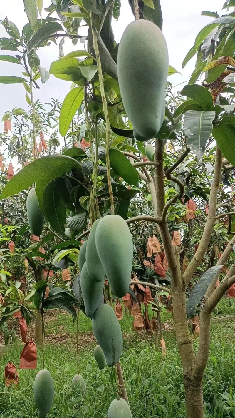 云南保山隆阳区金煌芒大量上市潞江坝核心产区量大从优