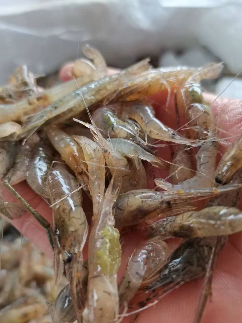 河虾，冰鲜/冻版发货。可以是盒装半斤/盒，袋装1斤/袋