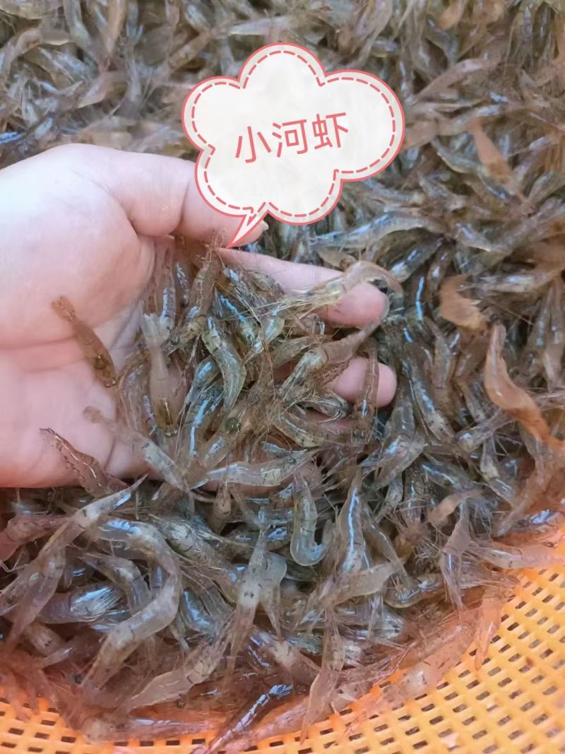 河虾，冰鲜/冻版发货。可以是盒装半斤/盒，袋装1斤/袋