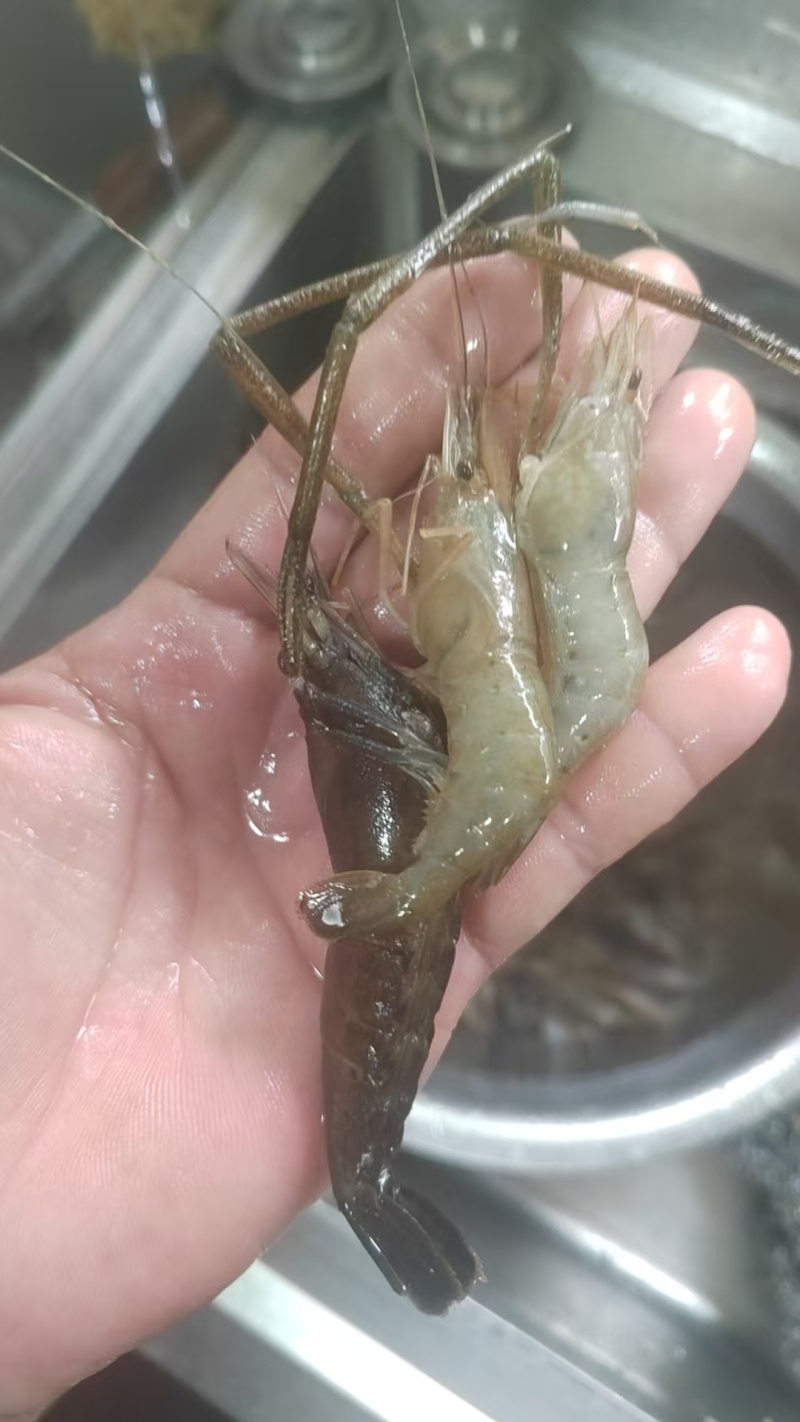 河虾，冰鲜/冻版发货。可以是盒装半斤/盒，袋装1斤/袋