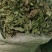 干薄荷