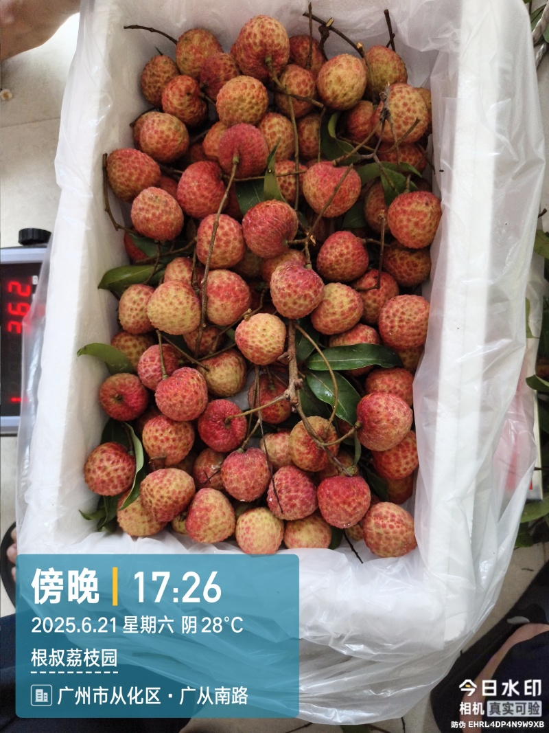 正宗从化桂味，糯米糍荔枝，个大饱满，果肉厚实，核小多汁，