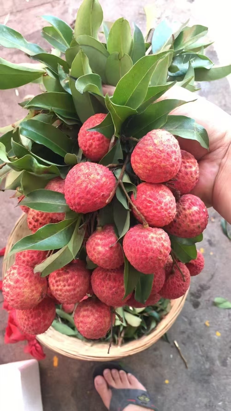 正宗从化桂味，糯米糍荔枝，个大饱满，果肉厚实，核小多汁，