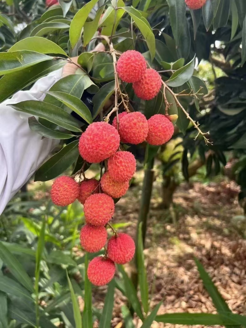 正宗从化桂味，糯米糍荔枝，个大饱满，果肉厚实，核小多汁，