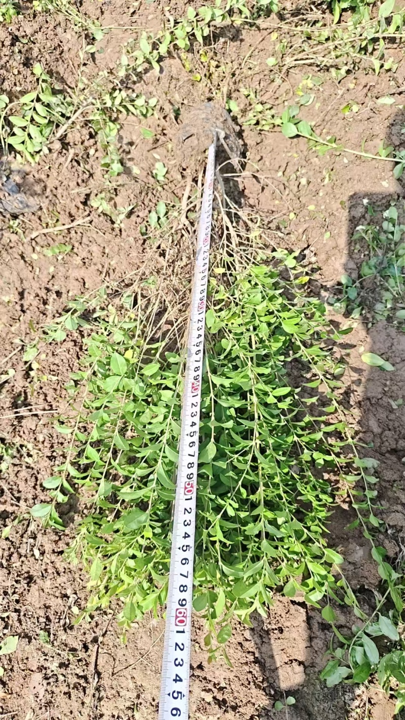 营养杯小叶女贞苗高50厘米以上杯子12/13厘米