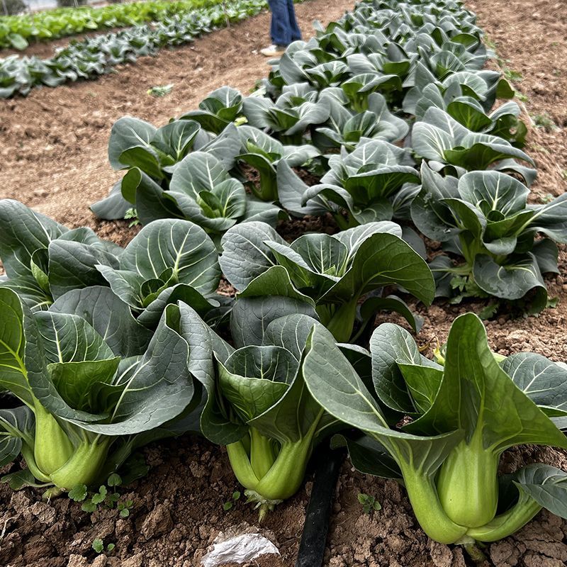 黑甜糯好吃黑叶青菜种子矮棵青梗菜耐寒束腰苏州青肥厚口感甜
