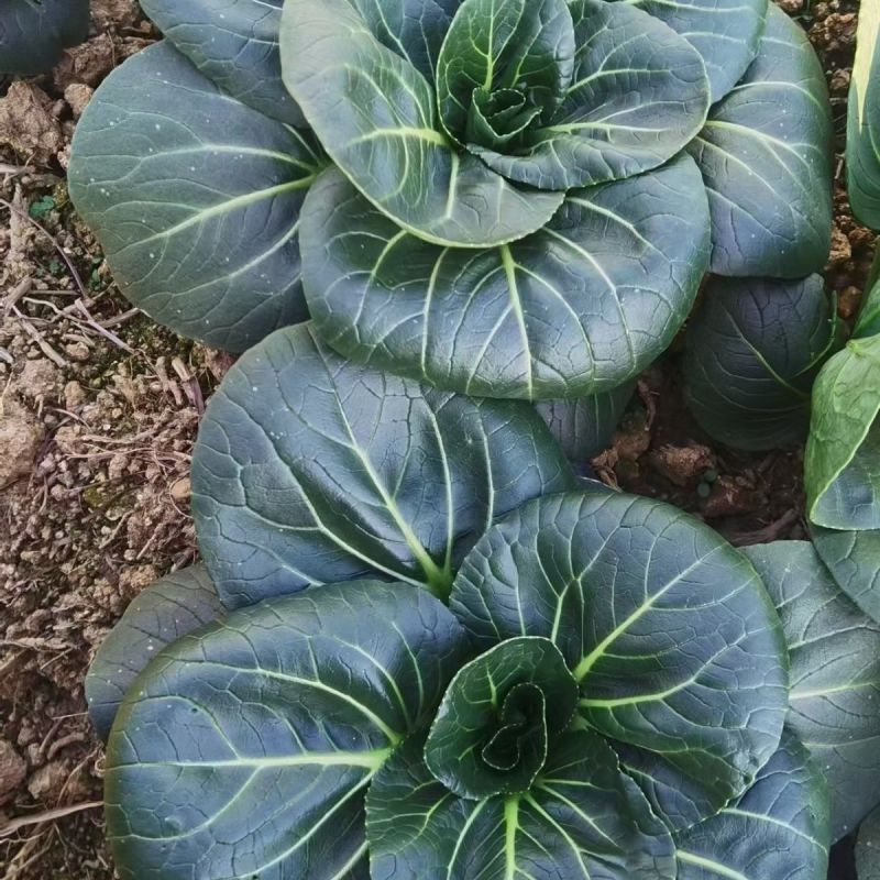 黑甜糯好吃黑叶青菜种子矮棵青梗菜耐寒束腰苏州青肥厚口感甜