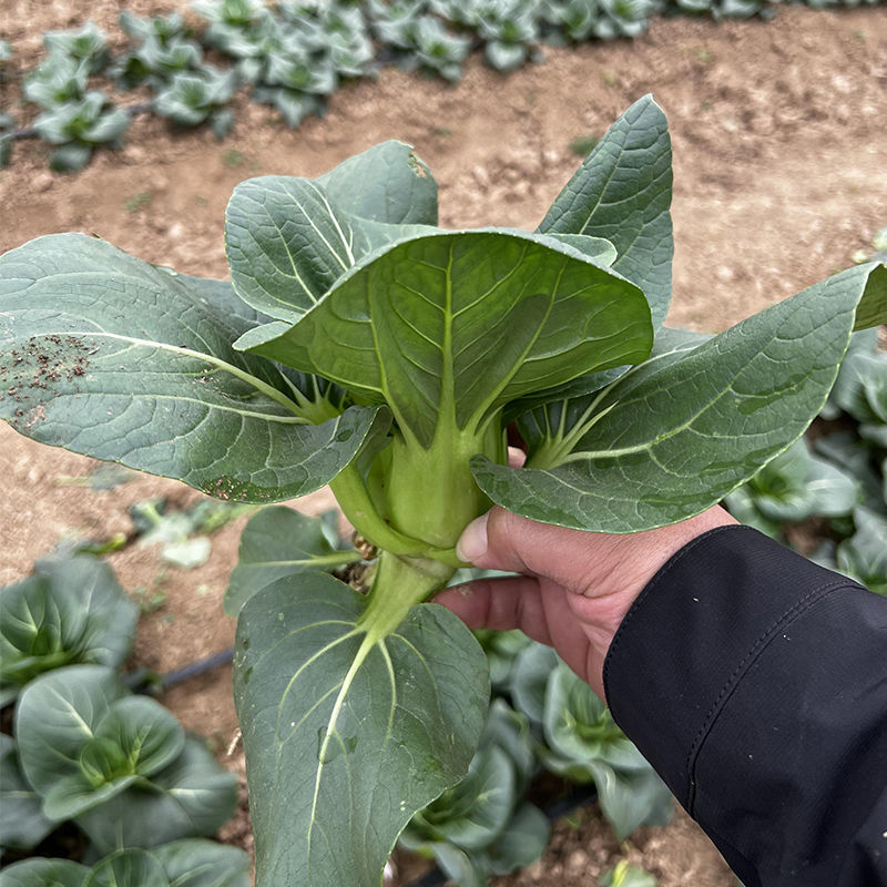 黑甜糯好吃黑叶青菜种子矮棵青梗菜耐寒束腰苏州青肥厚口感甜