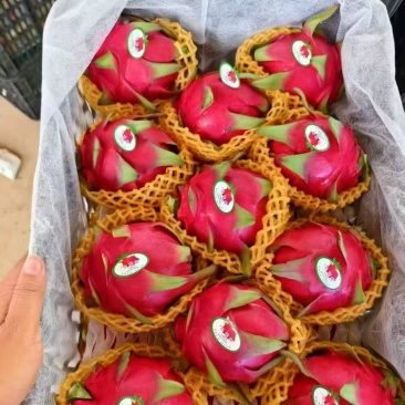 火龙果
