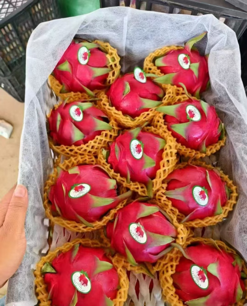 火龙果
