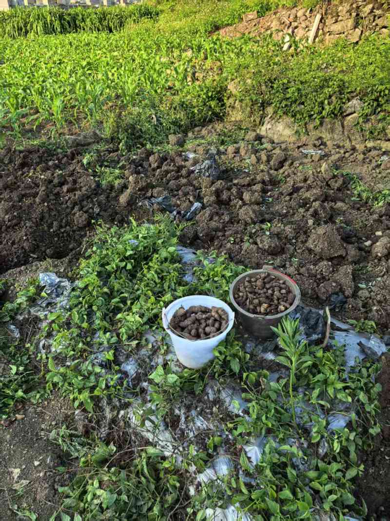 三叶青鲜果，今年新货无硫***，批发零售均可，欢迎来电
