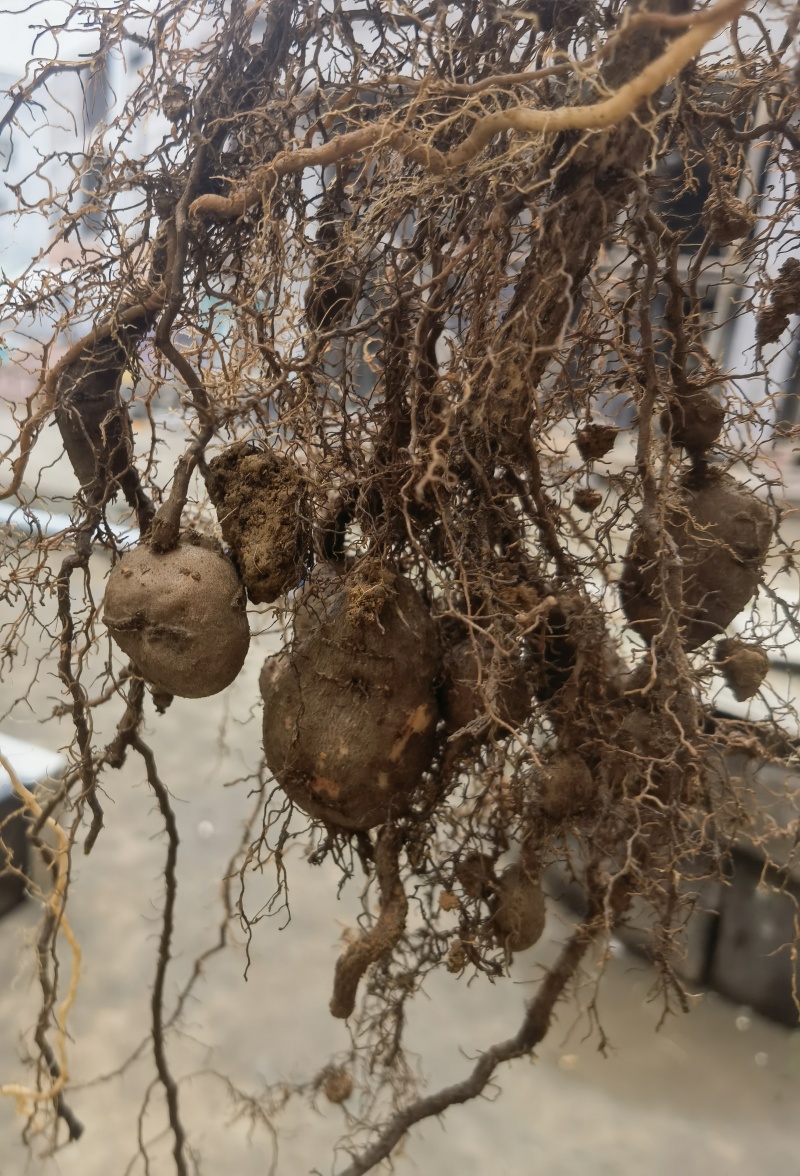 三叶青鲜果，今年新货无硫***，批发零售均可，欢迎来电