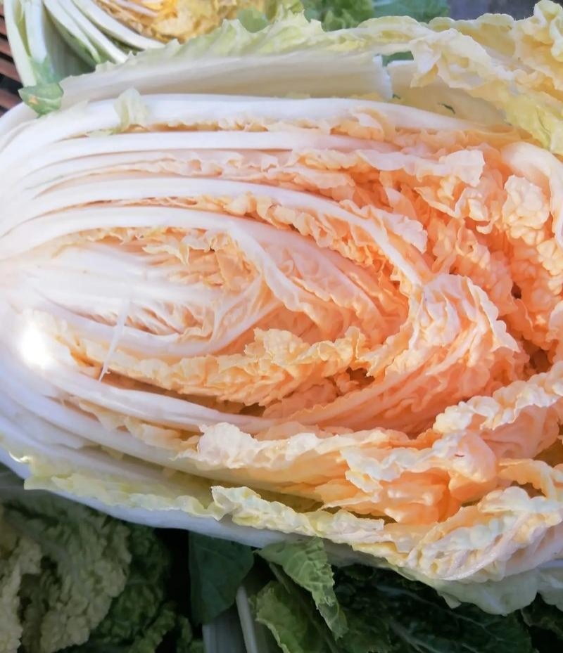 红金宝红芯大白菜种子口感好鲜嫩红芯高产抗病商品性佳