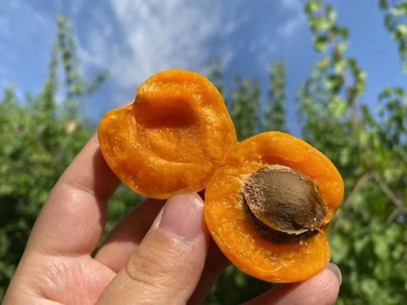 新疆小红杏吊干杏一件代发，品质保证，有量谈价，对接各平台